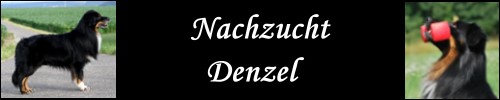 Nachzucht-Denzel - 2