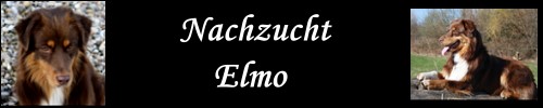 Nachzucht-Elmo - 2