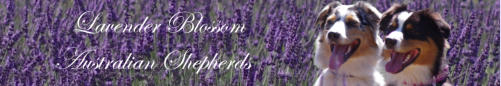 Lavender3655